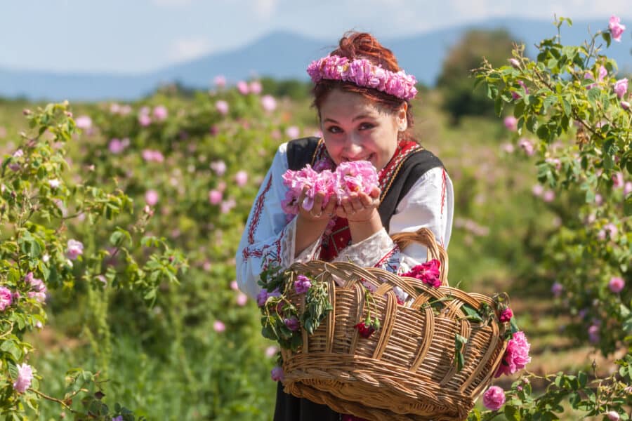 Traditional bulgarian colourful wool stocking knitted by hand